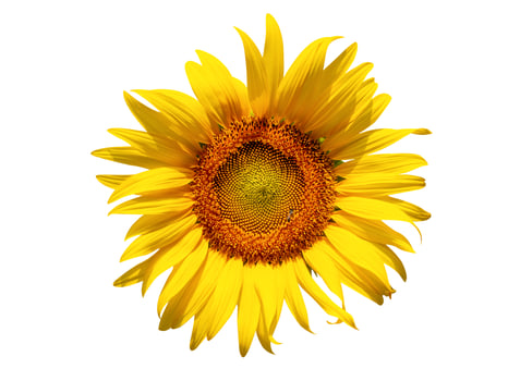 Sunflower flower, Closeup isolated on white background photo