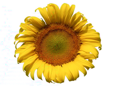 Sunflower flower, Closeup isolated on white background photo
