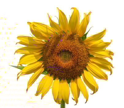 Sunflower flower, Close up view isolated on white background photo