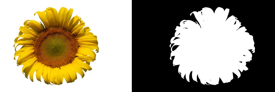 Sunflower flower, Closeup isolated on white background photo