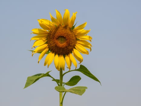 Close up view of bee collects nectar from a sunflower photo