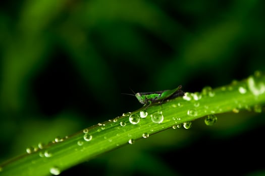 closeup of raindrops on leaves photo