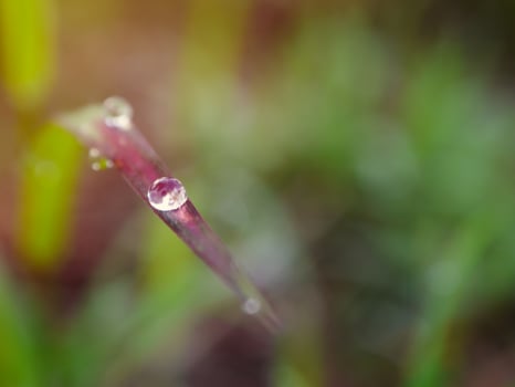 closeup of raindrops on leaves photo