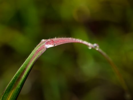 closeup of raindrops on leaves photo