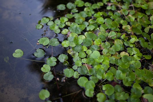 a pond with green plants in it photo