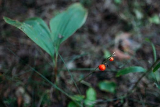 a small orange flower is growing in the grass photo