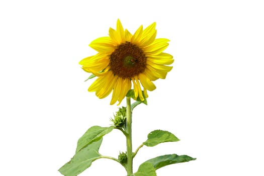 Isolated bouquet of sunflowers on a white background. photo