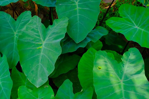 Background Photography. Textured Background. Macro photo of broad-leaved green taro plants. Green taro plants grow wild in the gutter drains. Bandung, Indonesia