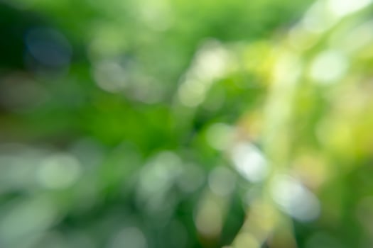 Green blur background with light photo