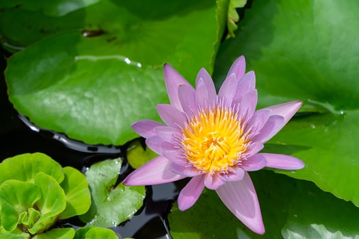 violet waterlily flower photo