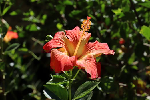 Flowers in a city park on the shores of the Mediterranean Sea. photo
