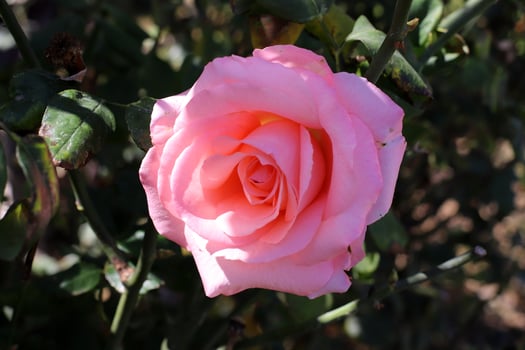 Flowers in a city park on the shores of the Mediterranean Sea. photo