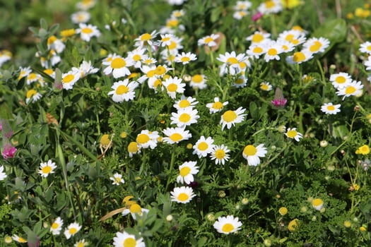 Flowers in a city park on the shores of the Mediterranean Sea. photo