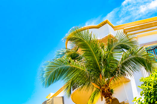 Beautiful tropical palm tree palms trees species blue sky Mexico. photo