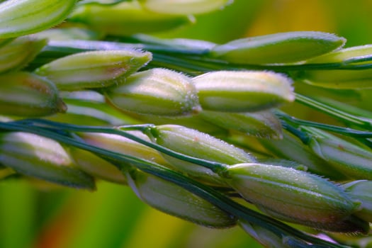 Macro Photography. Plants Close up. Macro shot of green rice grains from the rice plant or Oryza sativa in the morning. Detailed and macro photos of rice grains, unripe rice grains. Shot in Macro lens