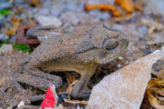 Macro Photography. Animal Close up. Macro shot of a dead frog camouflaged against the background, a dead and dried frog. Macro Photos of Exotic Animals