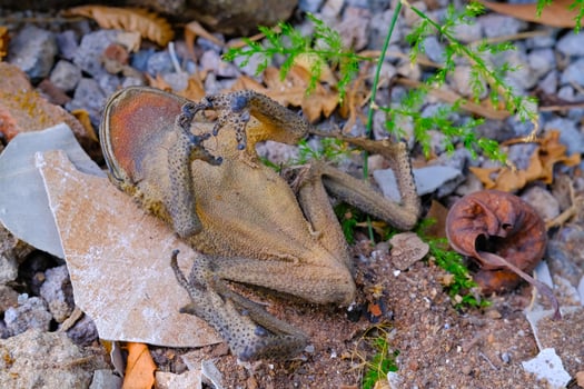 Macro Photography. Animal Close up. Macro shot of a dead frog camouflaged against the background, a dead and dried frog. Macro Photos of Exotic Animals