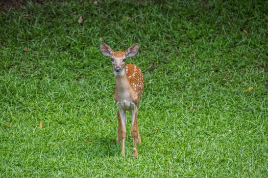 Curious fawn posing closeup photo