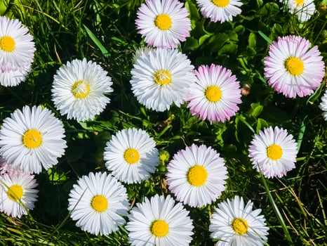Delicate white and pink Daisies or Bellis perennis flowers on green grass. Lawn Daisy blooms in spring photo