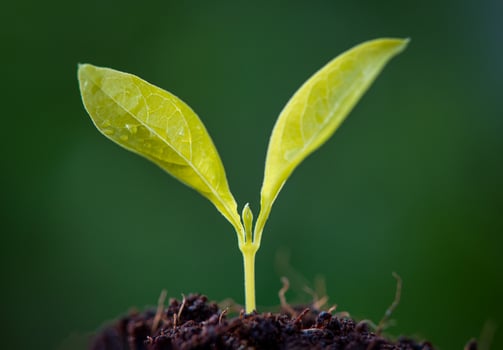 Growing young plants with sunlight. Selective focus. Sustainable agriculture and plant growth concept photo
