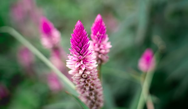purple red flowers blooming photo