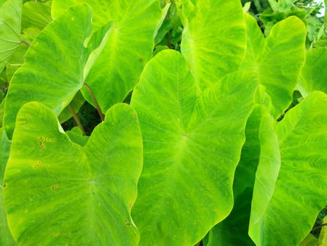 Leaves of the Elephant Ear Colocasia Taro plant photo