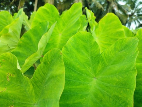 Leaves of the Elephant Ear Colocasia Taro plant photo
