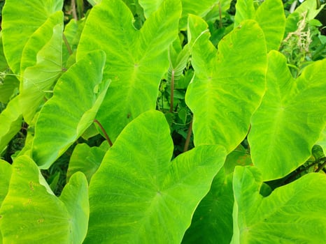 Leaves of the Elephant Ear Colocasia Taro plant photo