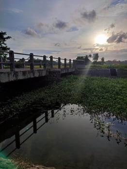 bridge and river in the middle of rice fields photo