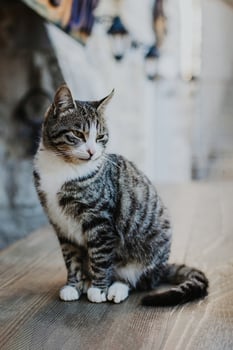 Cute tabby grey cat on a street of Budva old town, Montenegro. photo
