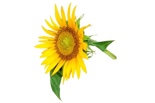Sunflower flower isolated on white background photo
