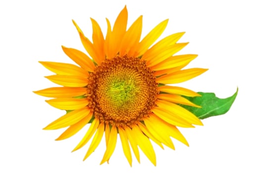 Sunflower flower isolated on white background photo