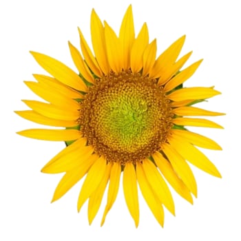 Sunflower flower isolated on white background photo