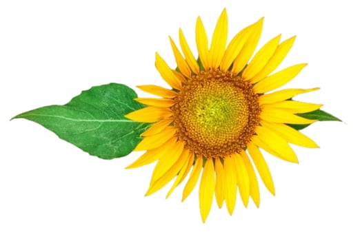 Sunflower flower isolated on white background photo