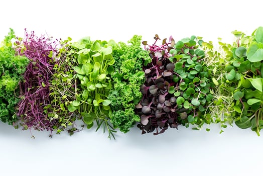 Nature baby superfood lifestyle diet concept. Healthy bio organic different microgreen on the white background. photo