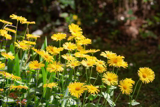 Bright yellow daisy flowers with sunlit petals among green leaves photo