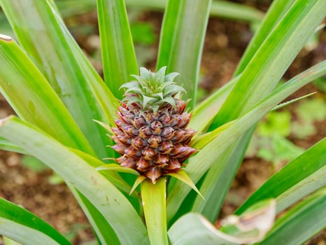 Pineapple plantation, greenhouse in Sao Miguel Island in the Azores, Portugal. Tropical and exotic fruit plantation. photo