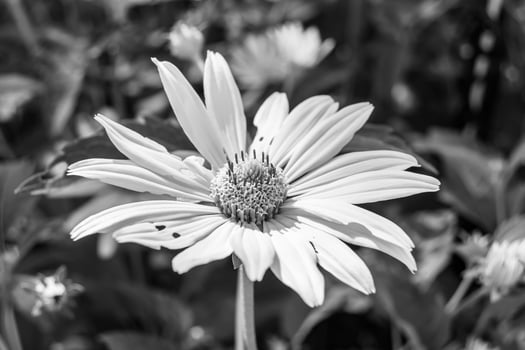 Fine wild growing flower aster false sunflower on background meadow photo