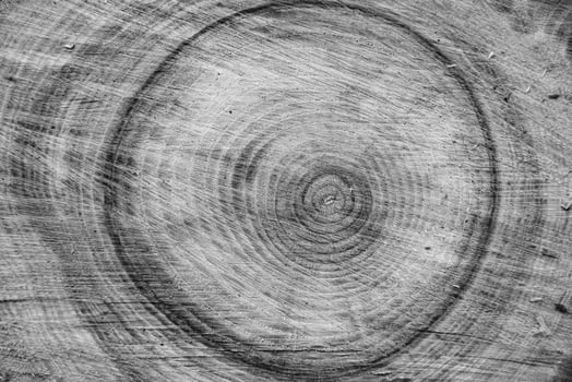 Beautiful wooden fracture old oak, natural texture close up photo