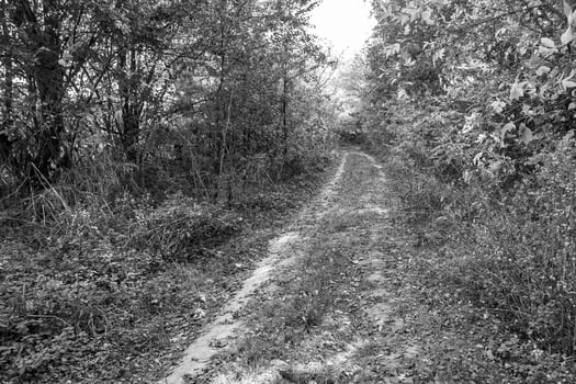Photography on theme beautiful footpath in wild foliage woodland photo