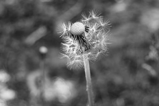 Beautiful wild growing flower seed dandelion on background meadow photo