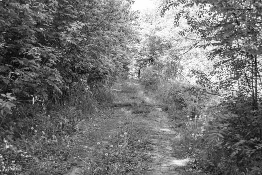 Photography on theme beautiful footpath in wild foliage woodland photo