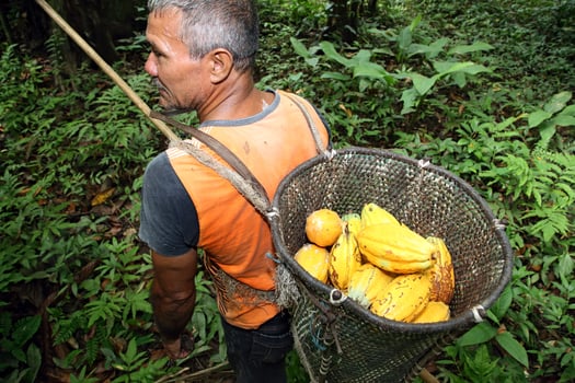 harvester with pannier with harvested cocoa on his back photo