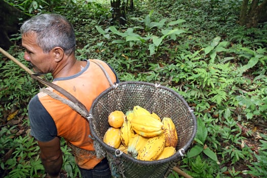 harvester with pannier with harvested cocoa on his back photo