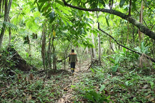 collector walking in the forest of the cocoa plantation photo