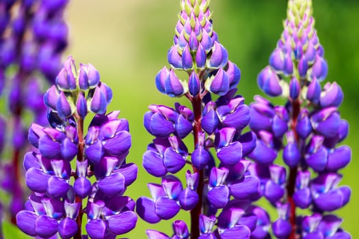 Purple lupine flowers in the sun. Blooming wild plants. Lupines field. photo