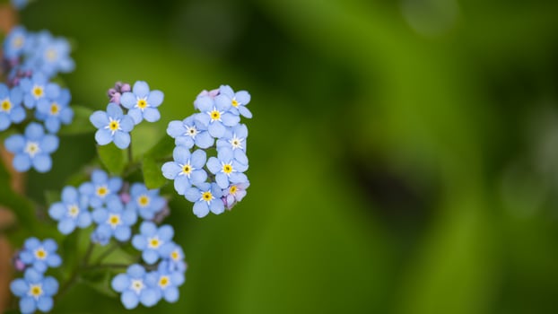 Wood Forget-me-not flowering in woodland photo