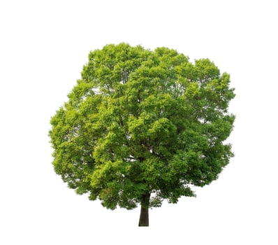 Tree that are isolated on a white background are suitable for both printing and web pages photo