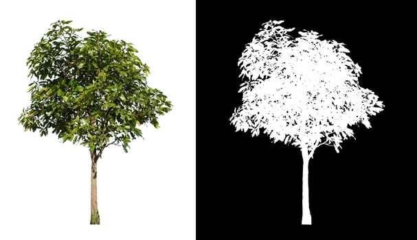Trees that are isolated on a white background are suitable for both printing and web pages photo