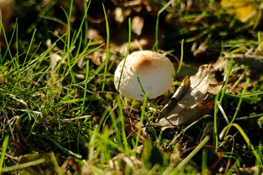 toadstool in the grass photo